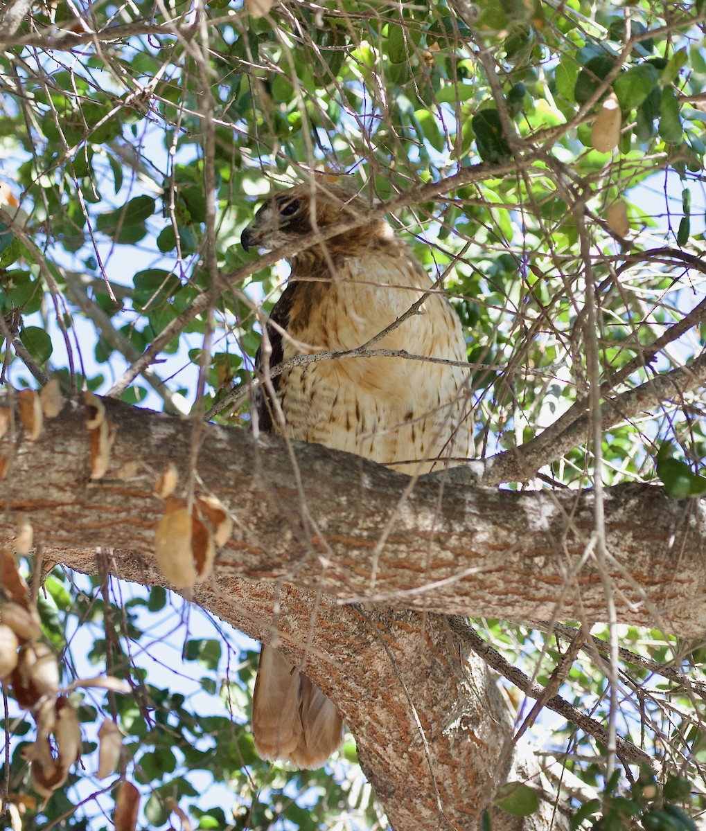 Red-tailed Hawk - ML642891321