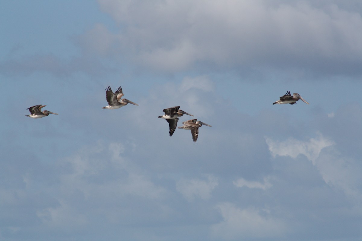 Brown Pelican - ML642891329