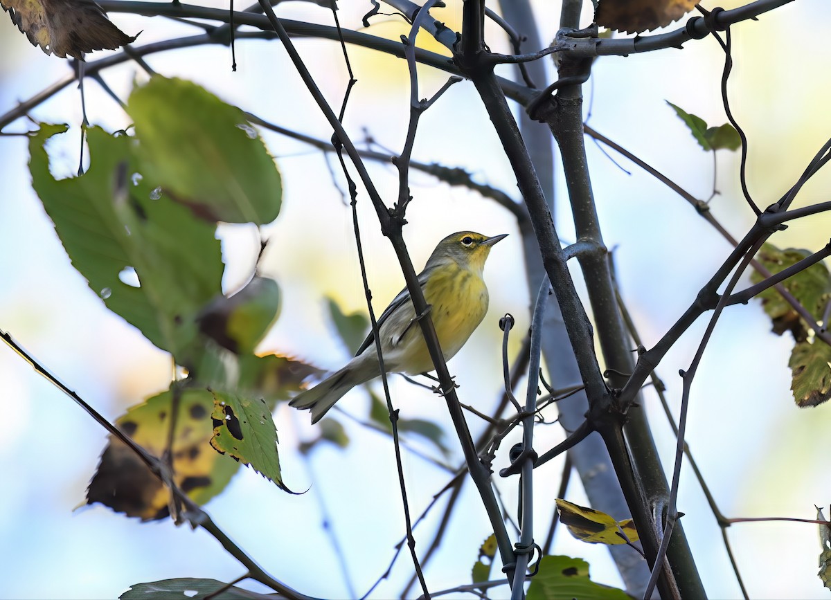 Pine Warbler - ML642891336