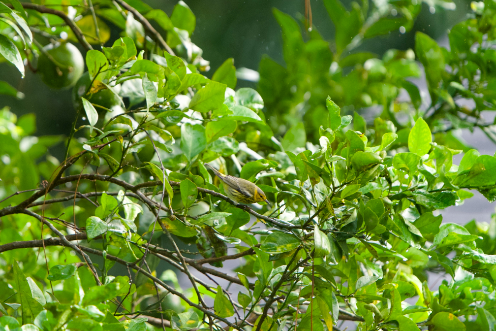Cape May Warbler - ML642891346
