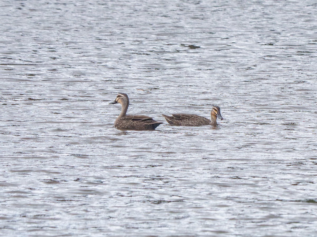 Pacific Black Duck - ML642891347