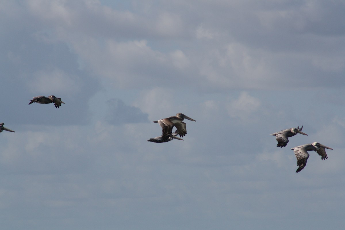 Brown Pelican - ML642891350