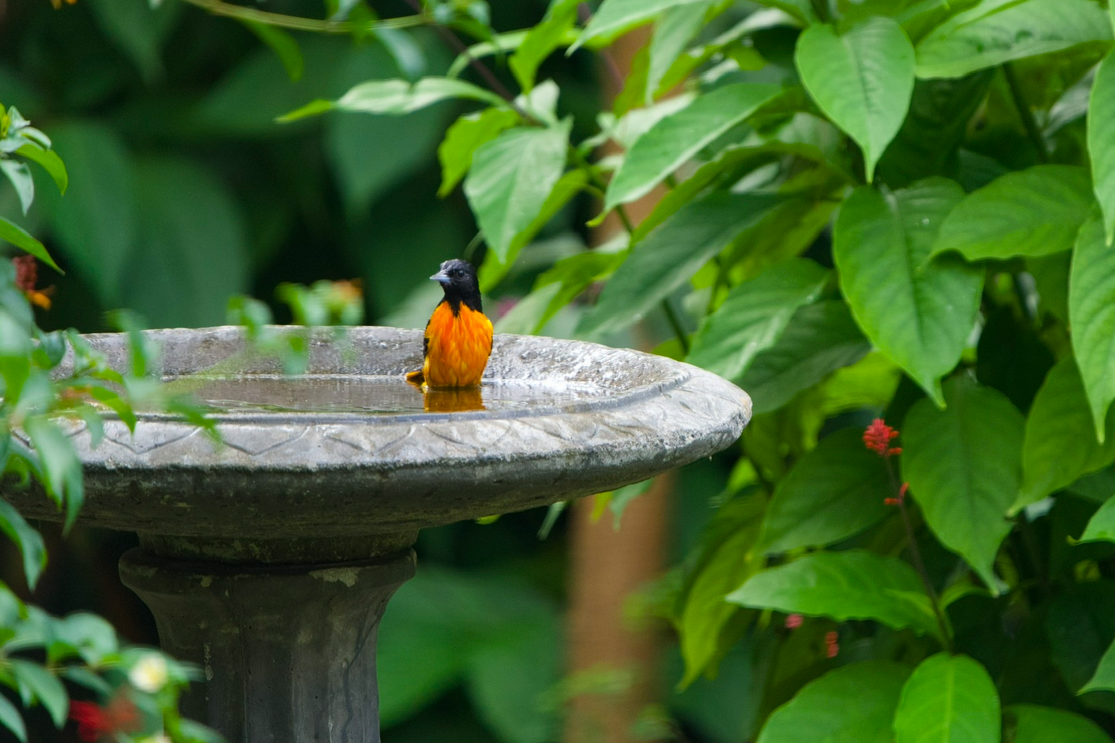 Baltimore Oriole - ML642891371