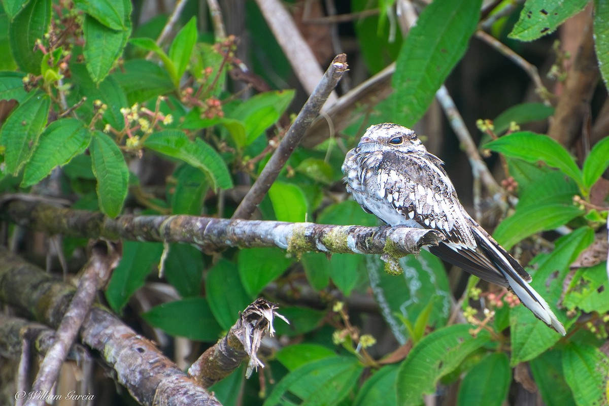 Ladder-tailed Nightjar - ML642891395