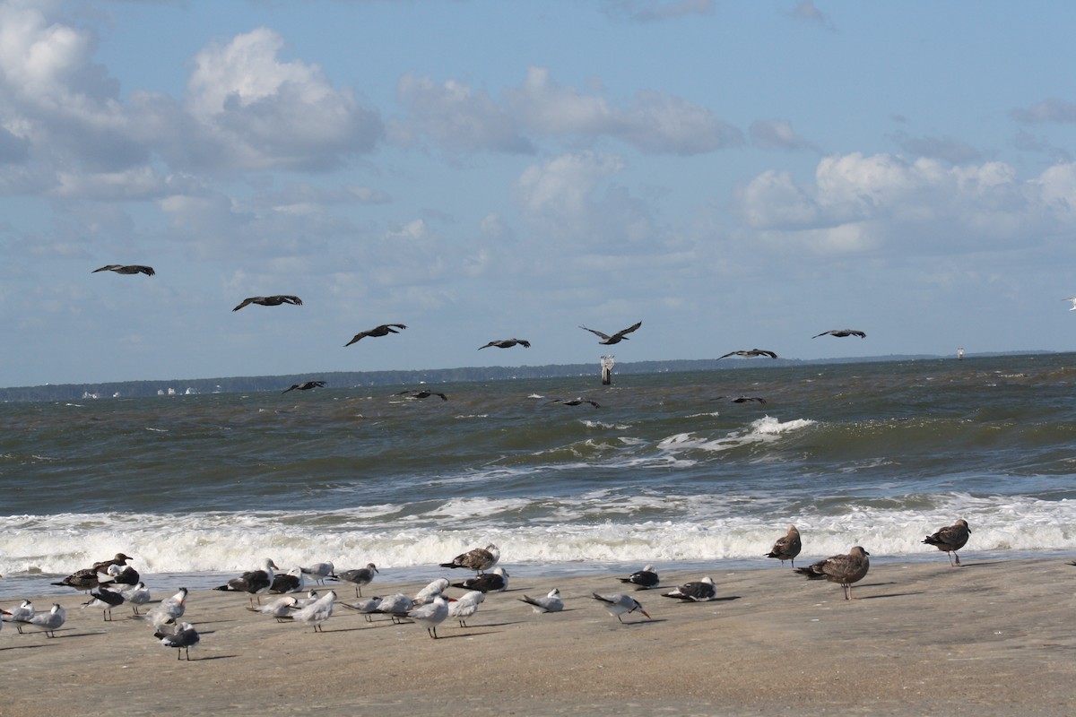 Brown Pelican - ML642891396