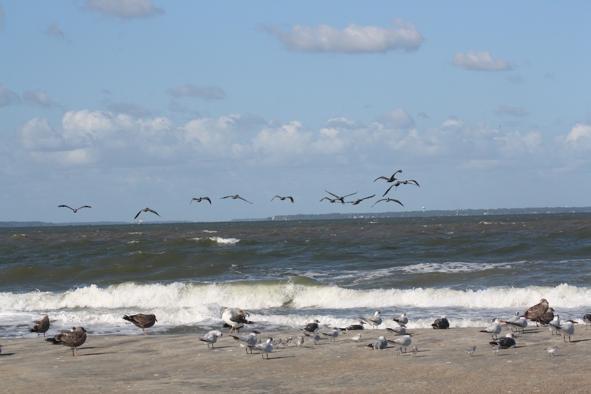 Brown Pelican - ML642891412