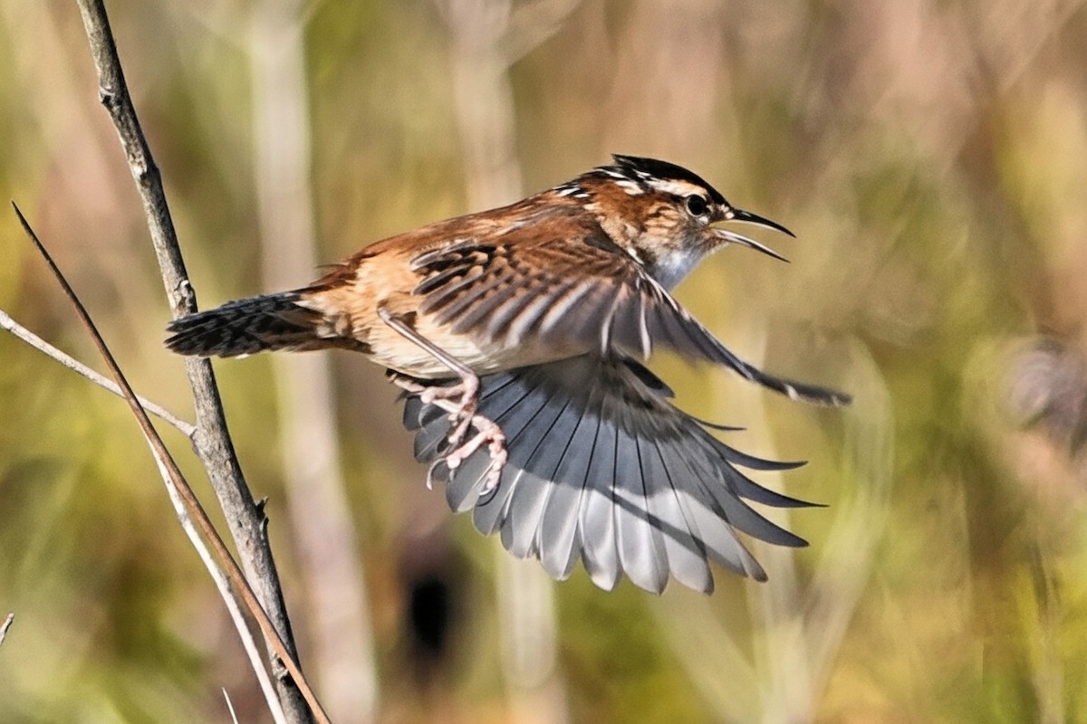 Marsh Wren - ML642891455