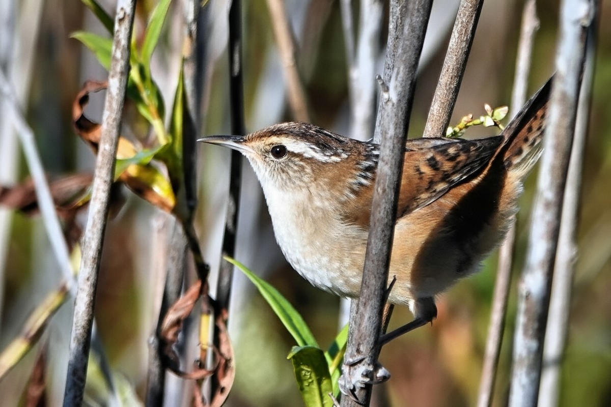 Marsh Wren - ML642891456