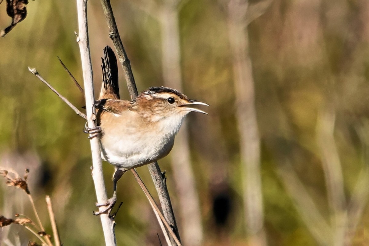 Marsh Wren - ML642891457