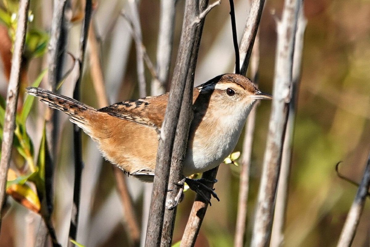 Marsh Wren - ML642891458