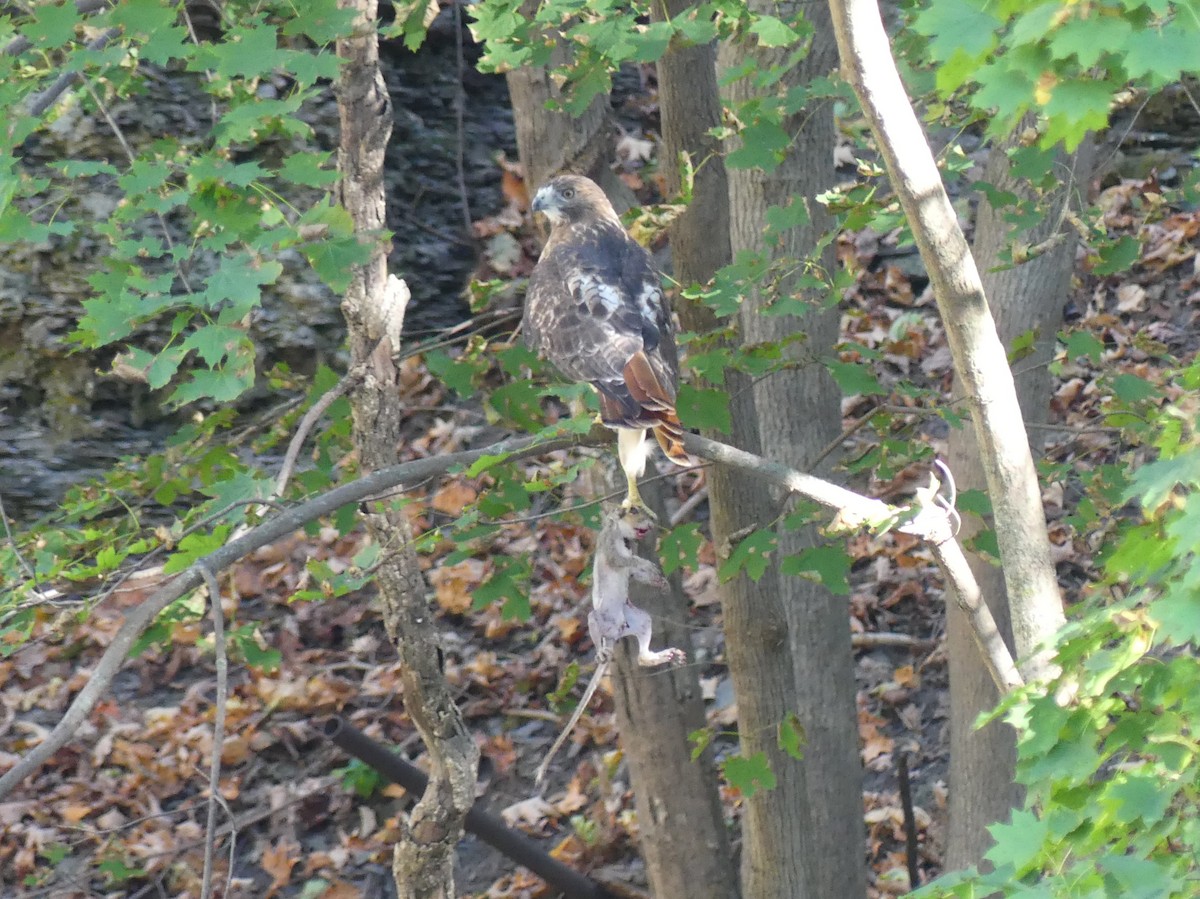 Red-tailed Hawk - ML642891480