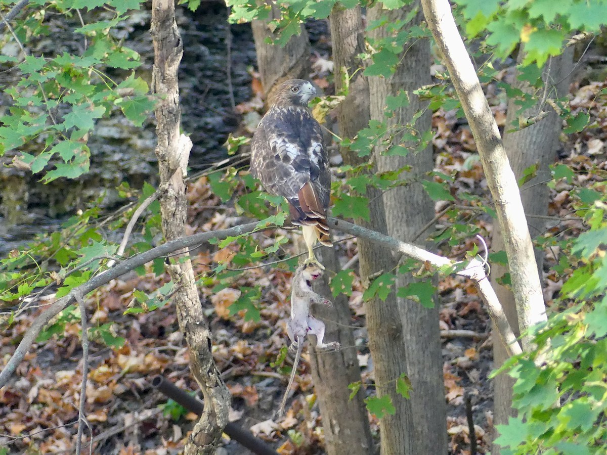 Red-tailed Hawk - ML642891481