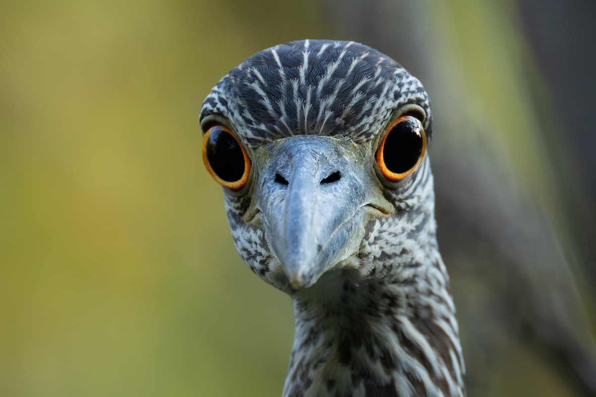 Yellow-crowned Night Heron - ML642891485