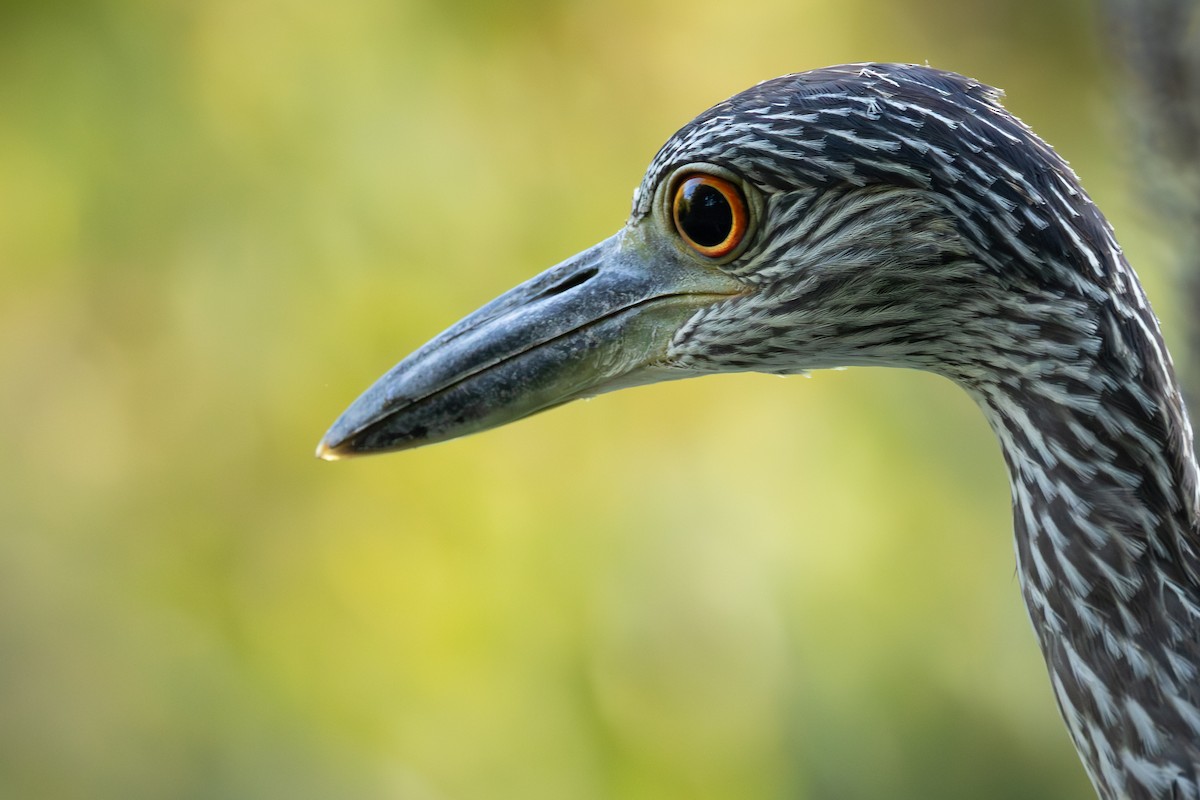 Yellow-crowned Night Heron - ML642891486