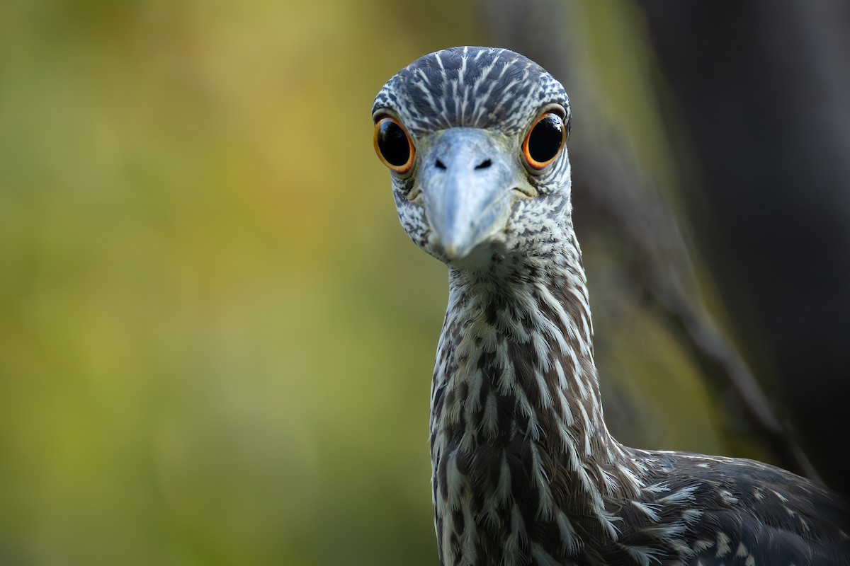 Yellow-crowned Night Heron - ML642891488