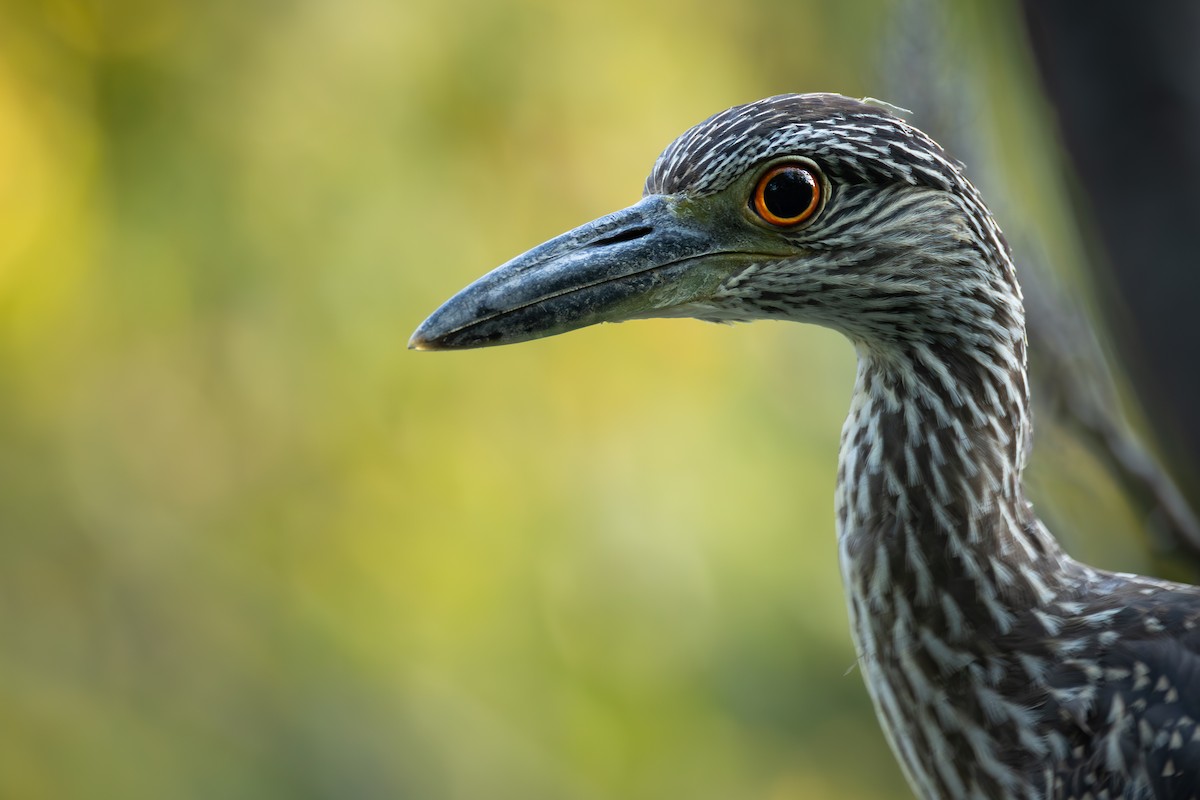 Yellow-crowned Night Heron - ML642891489