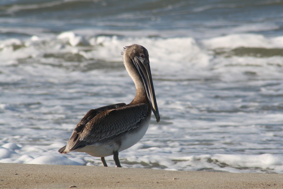 Brown Pelican - ML642891490