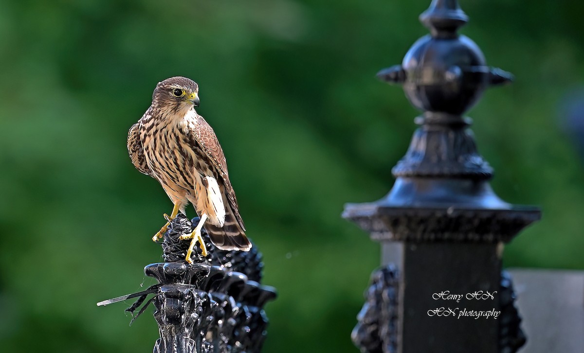 Merlin - ML642891502