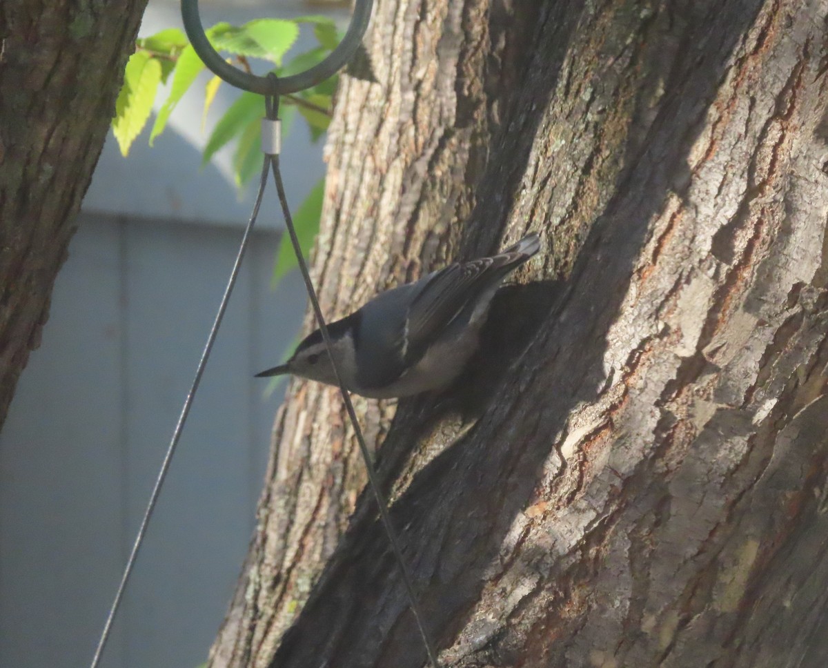 White-breasted Nuthatch - ML642891522