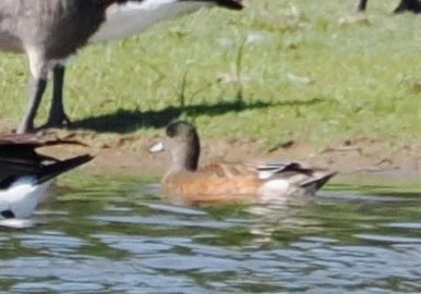 Canard d'Amérique - ML642891526