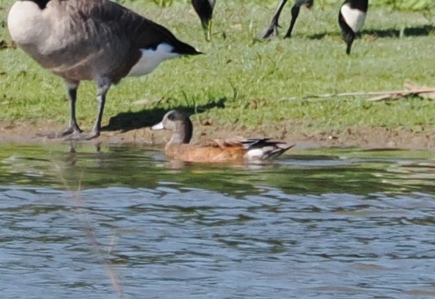 Canard d'Amérique - ML642891527