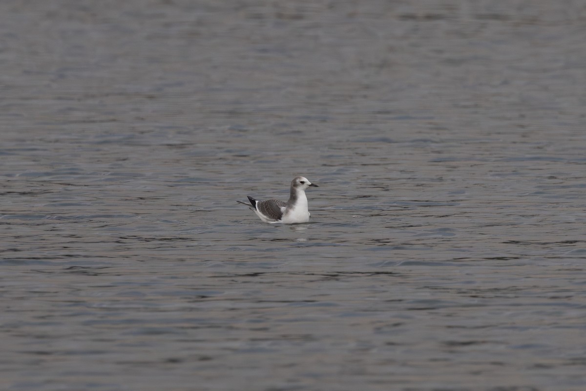 Sabine's Gull - ML642891533