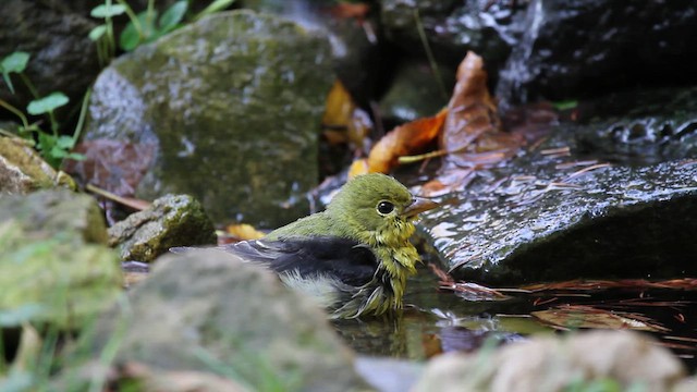 アカフウキンチョウ - ML642891542