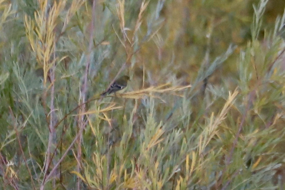 Lesser Goldfinch - ML642891544