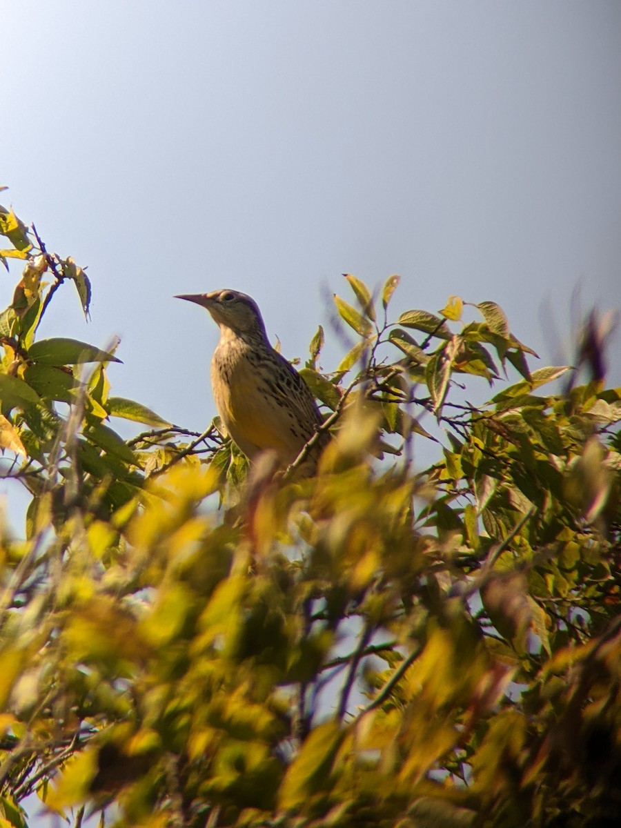 Western Meadowlark - ML642891563