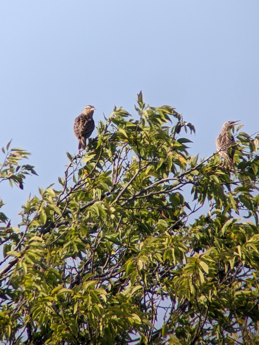 Western Meadowlark - ML642891568