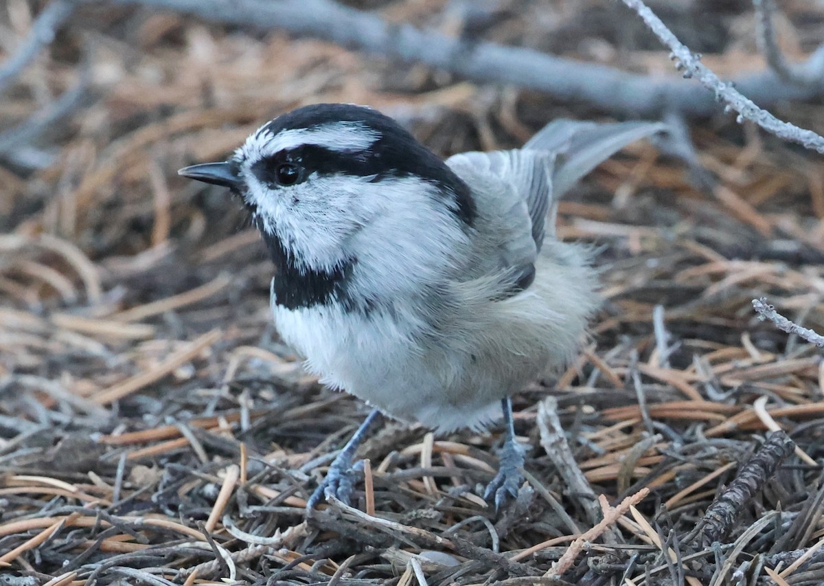 Mountain Chickadee - ML642891569