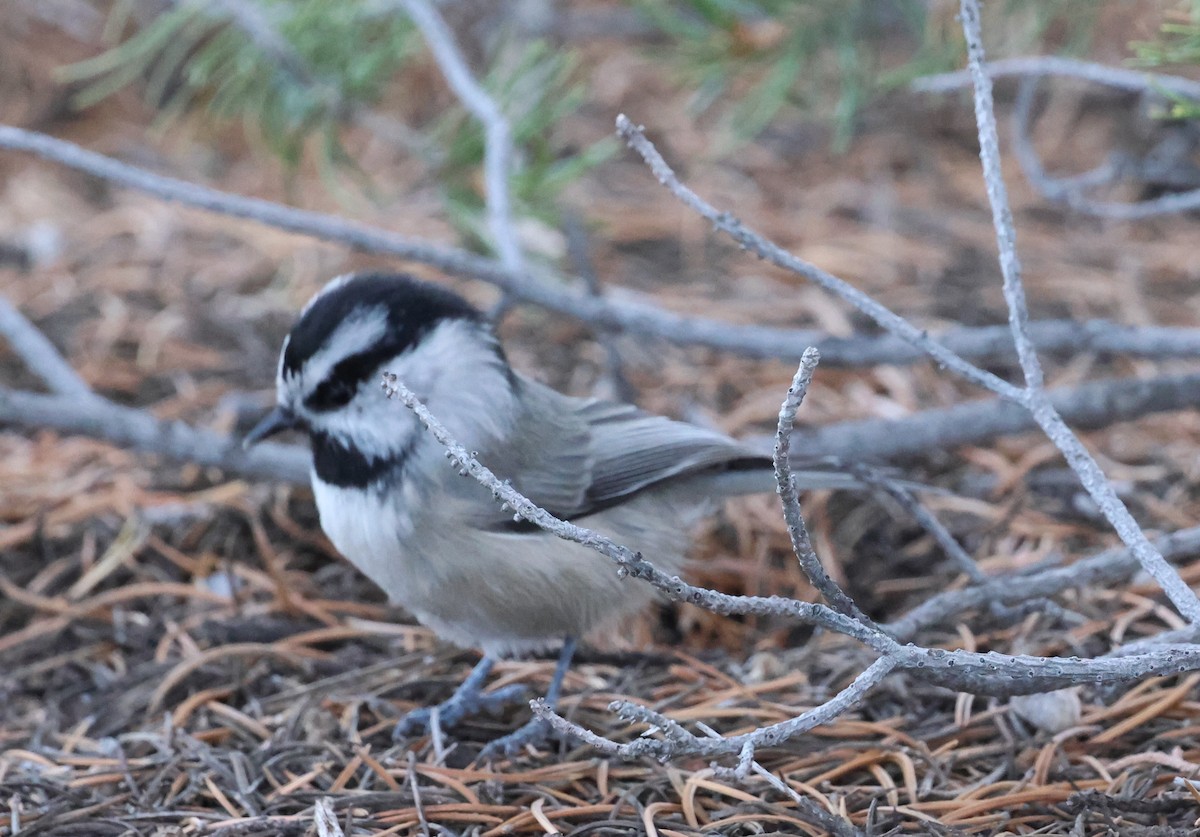 Mountain Chickadee - ML642891570