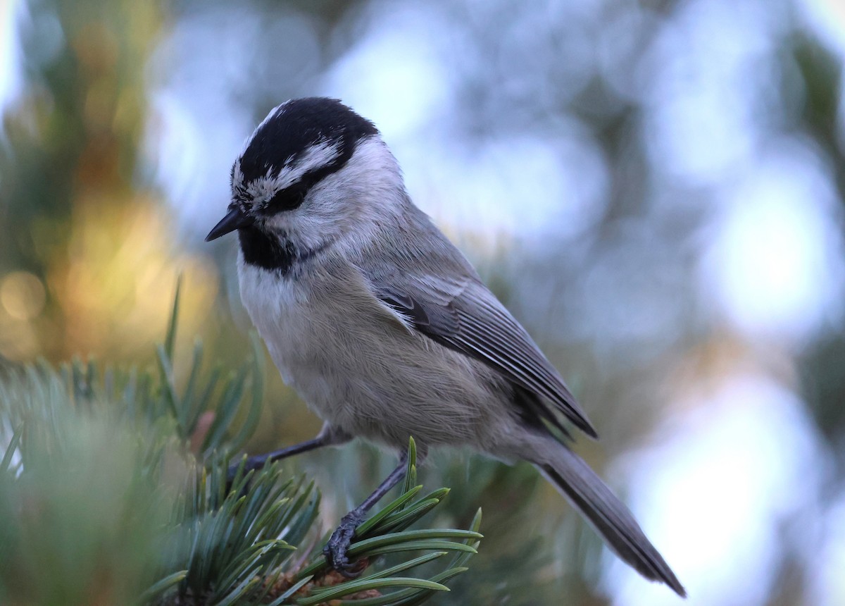 Mountain Chickadee - ML642891571