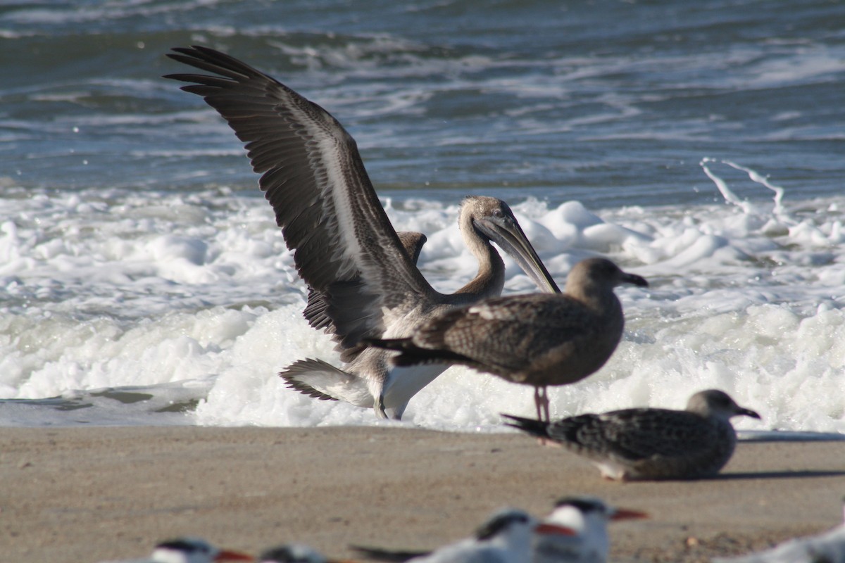 Brown Pelican - ML642891572