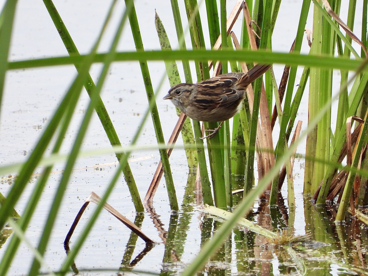 Swamp Sparrow - ML642891574