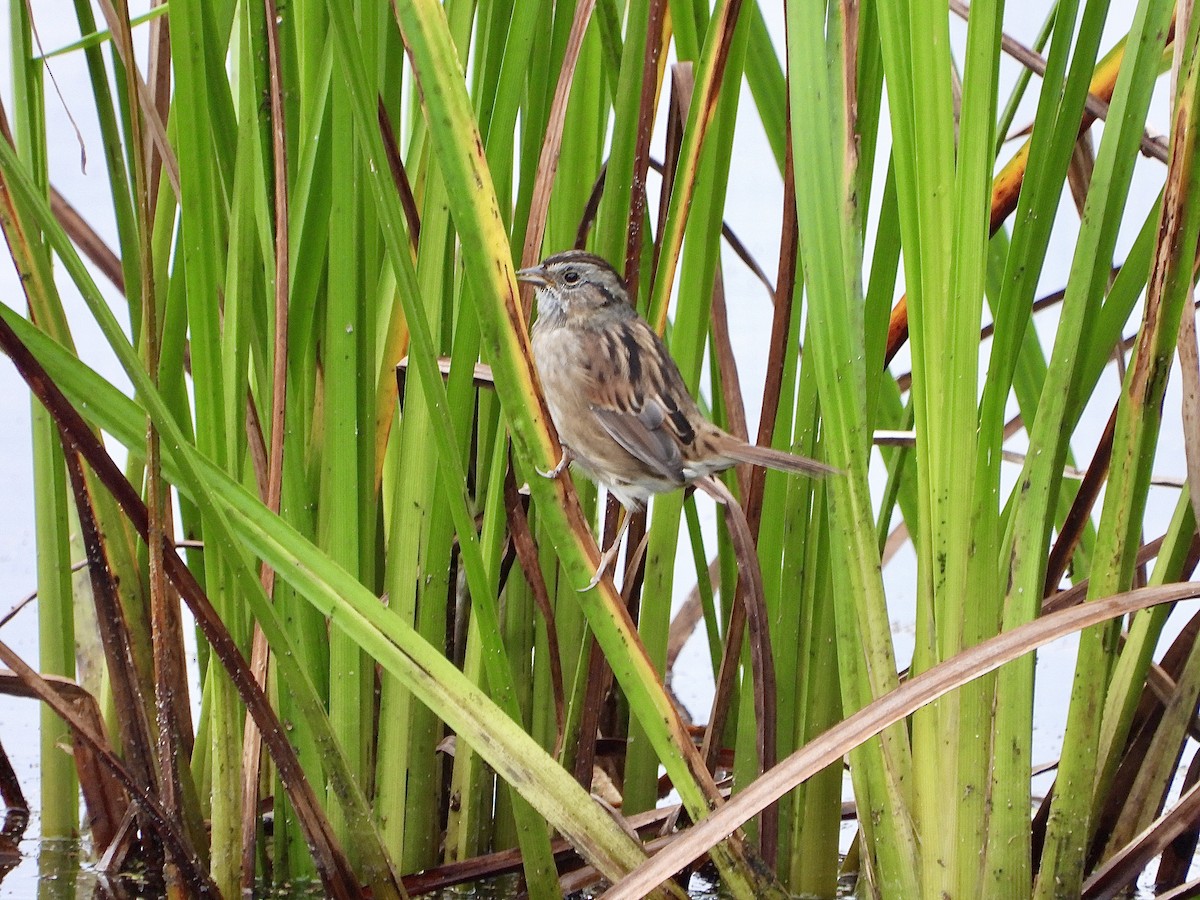 Swamp Sparrow - ML642891575