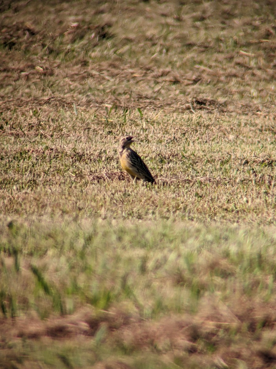 Western Meadowlark - ML642891576