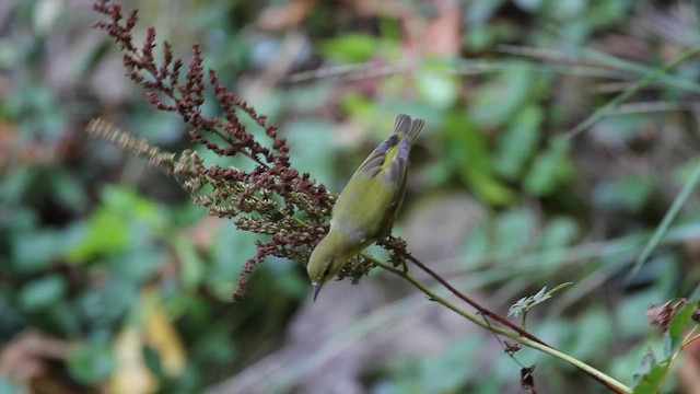 Tennessee Warbler - ML642891588