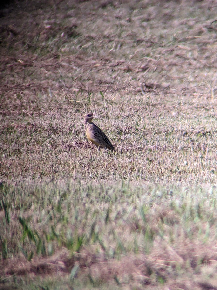 Western Meadowlark - ML642891589