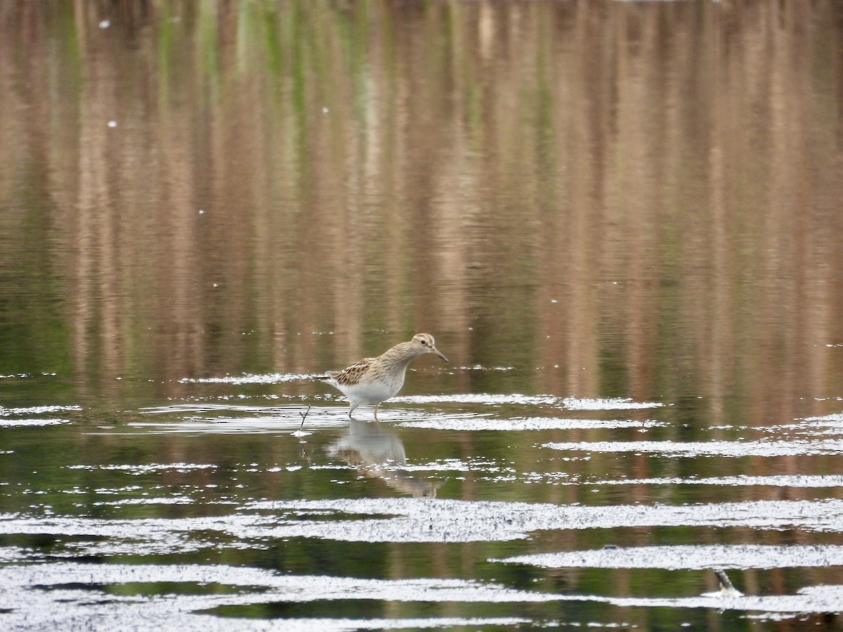 Bécasseau à poitrine cendrée - ML642891603