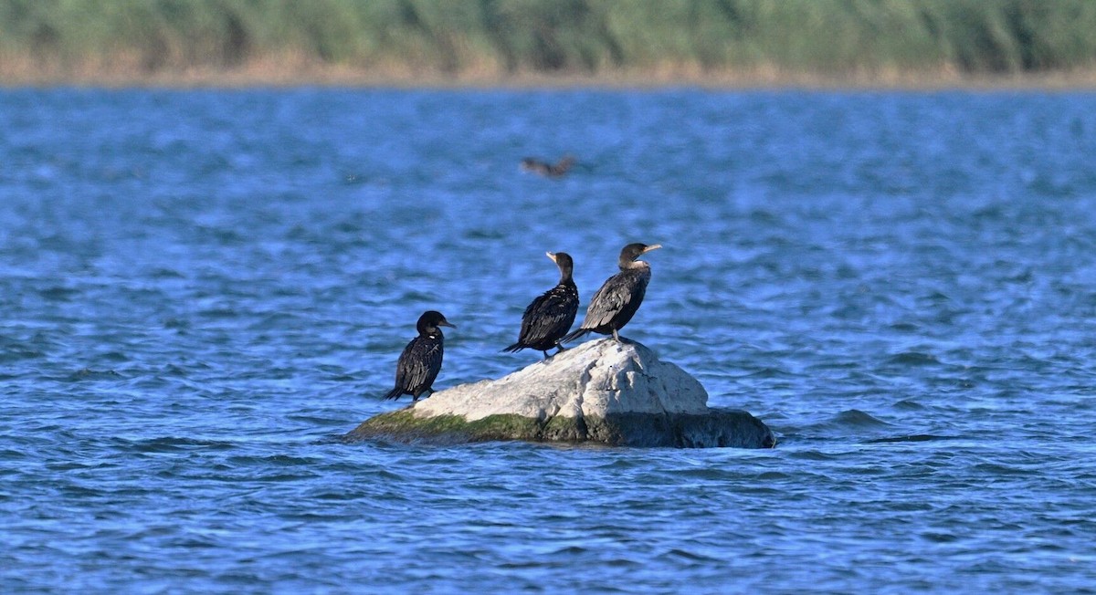 Cormoran à aigrettes - ML642891605