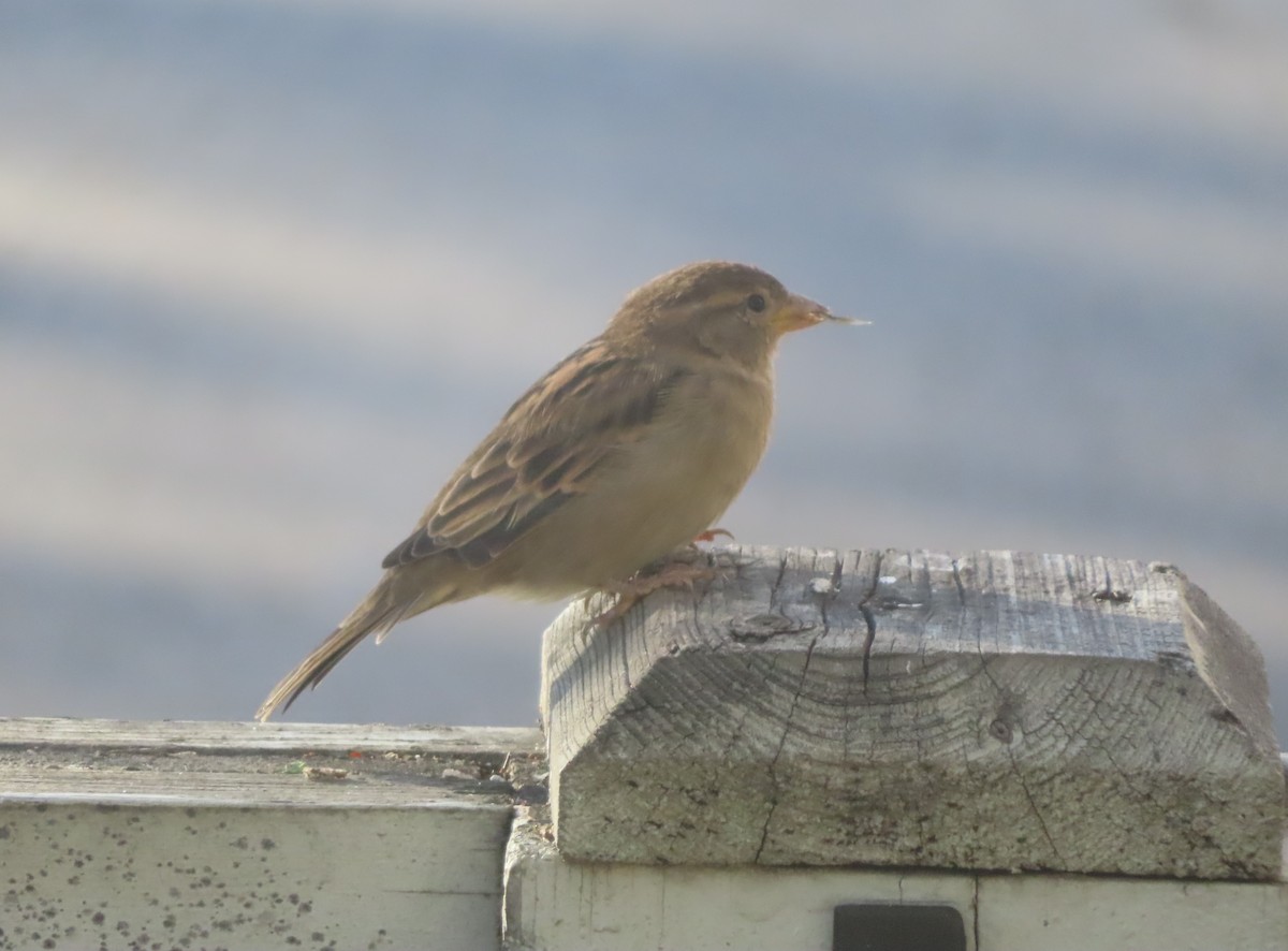 Moineau domestique - ML642891609