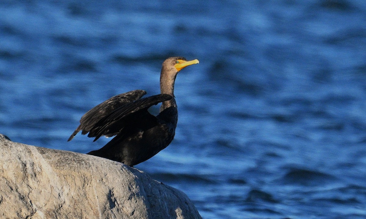 Cormoran à aigrettes - ML642891613