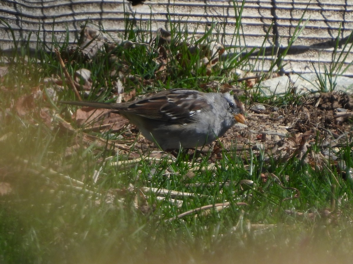Bruant à couronne blanche - ML642891616