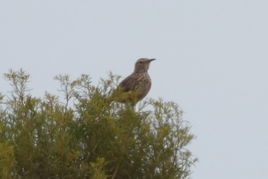 Alouette à long bec (brevirostris) - ML642891617
