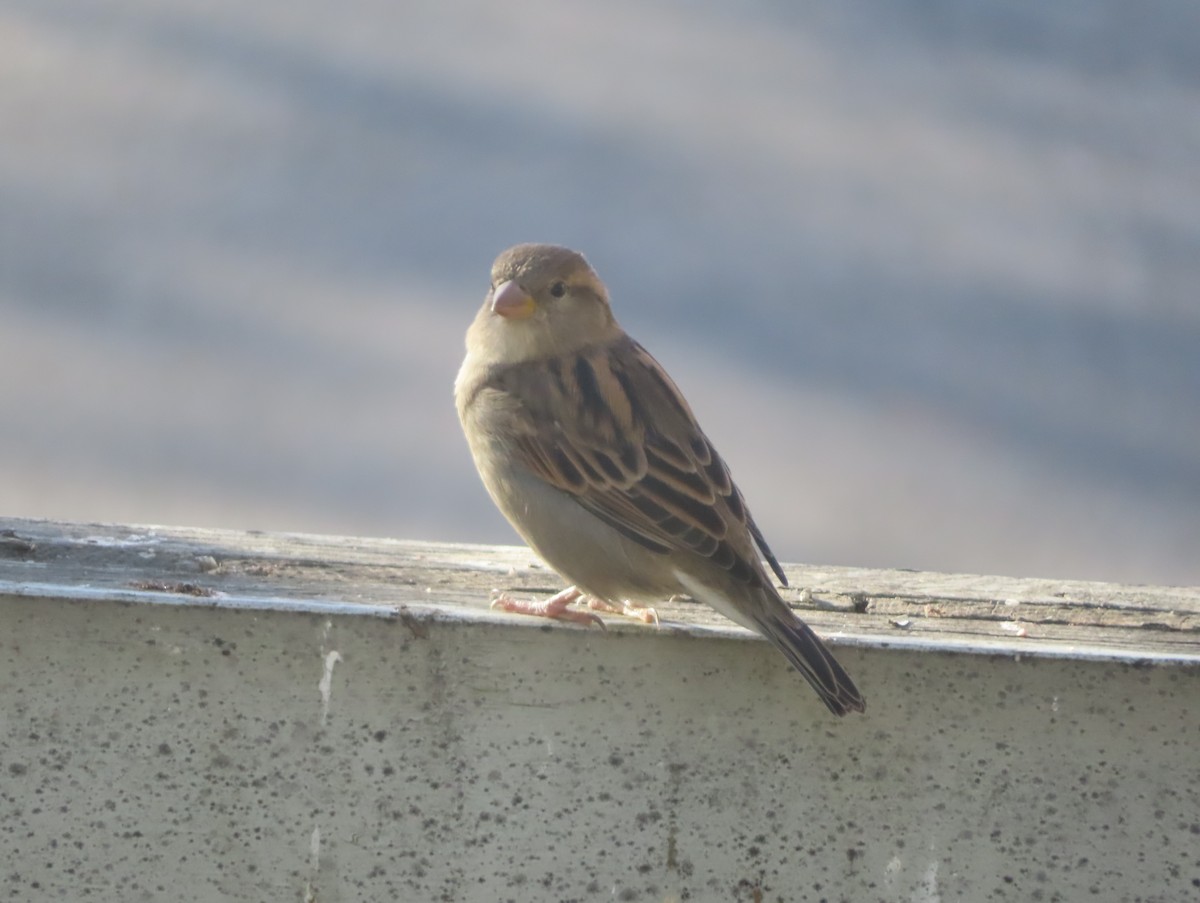 Moineau domestique - ML642891619
