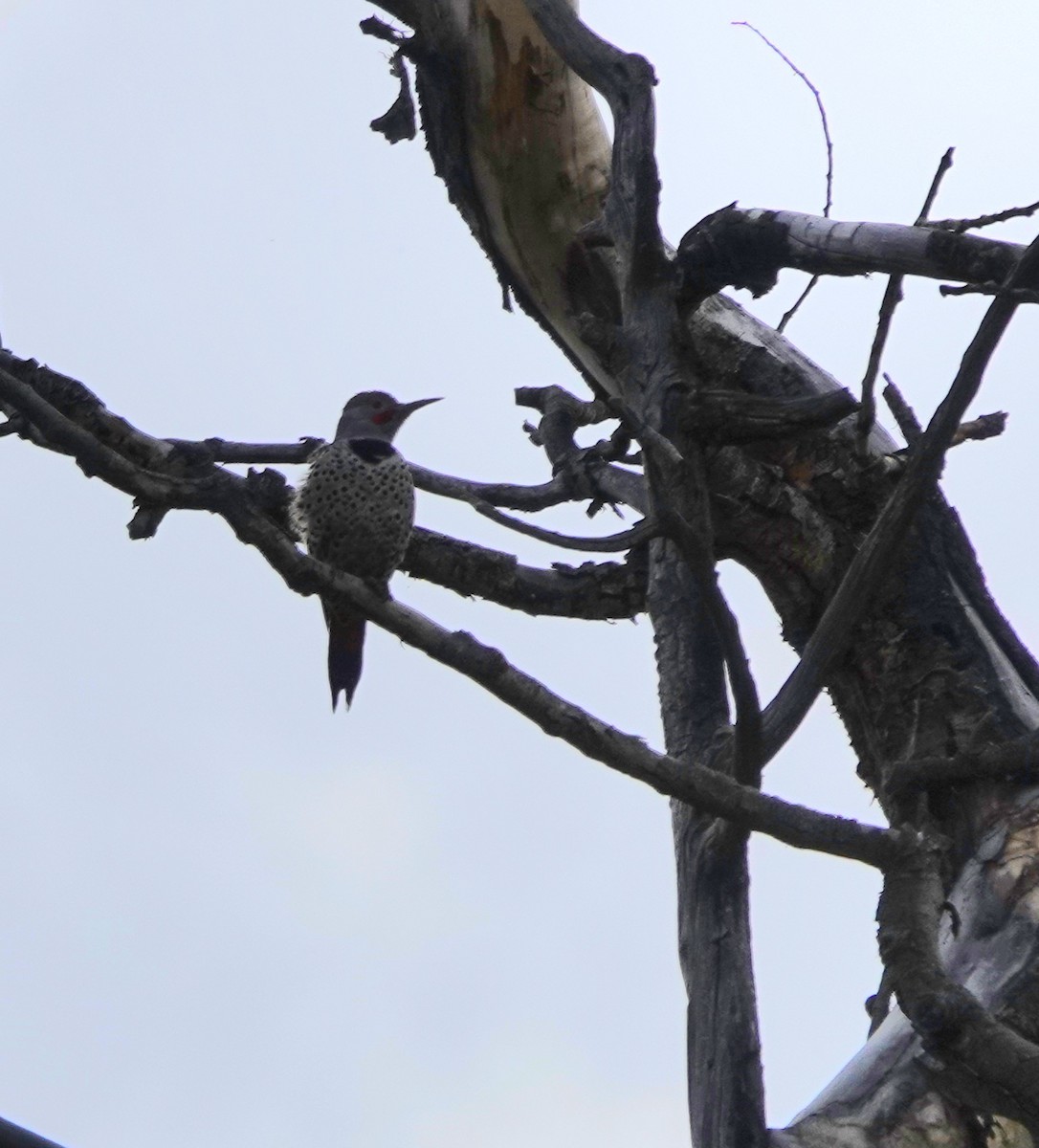 Northern Flicker - ML642891626
