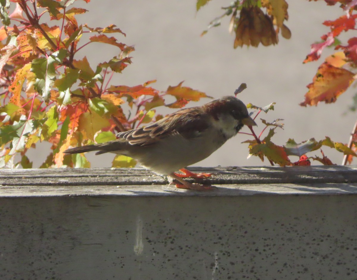 Moineau domestique - ML642891630