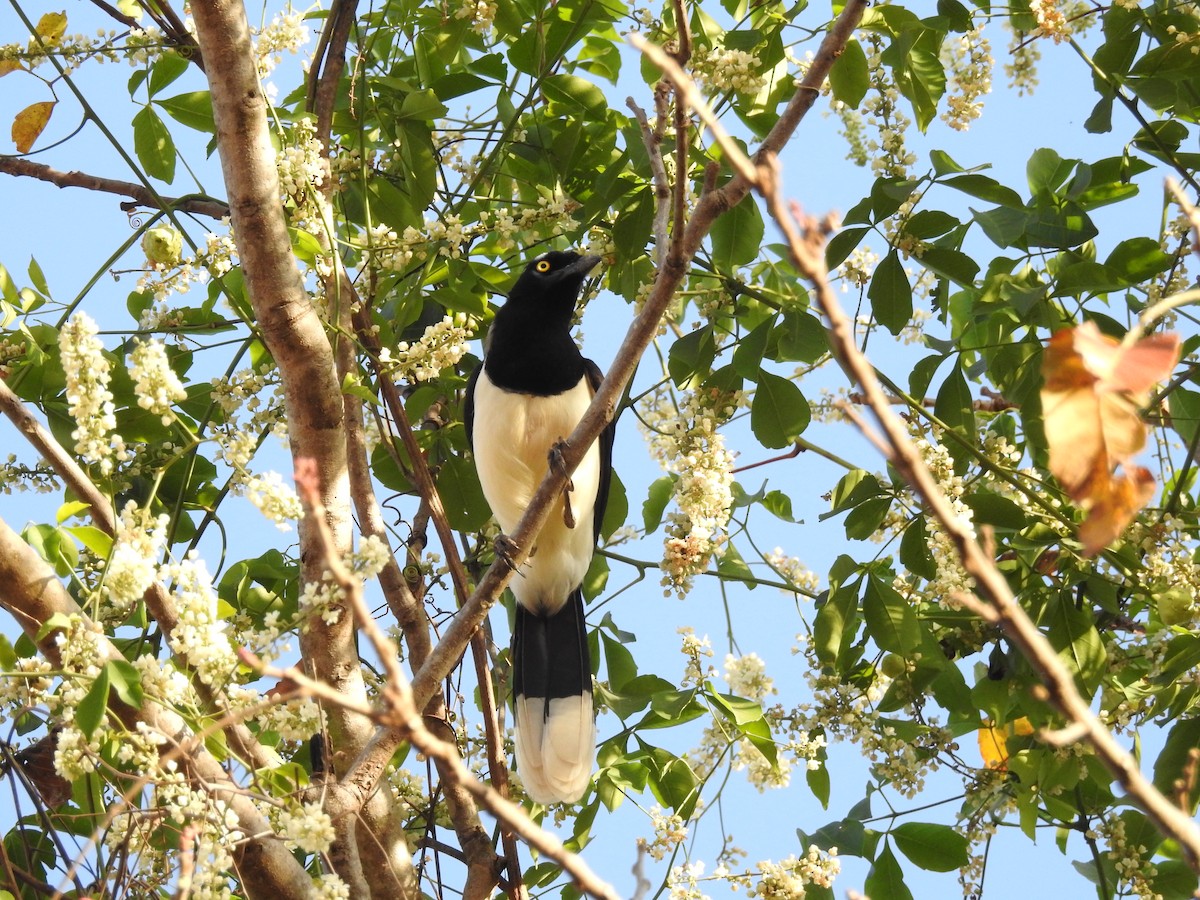 White-naped Jay - ML642891639