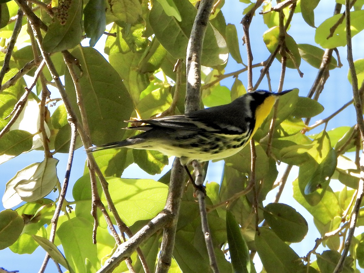 Yellow-throated Warbler - ML642891641